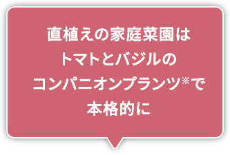 直植えの家庭菜園はトマトとバジルのコンパニオンプランツ※で本格的に